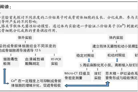假体无菌性松动过程中Co2+对成骨前体细胞的生物学反应图片