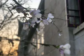 武大的樱花开了，愿花与暖阳映入每个人的心间图片
