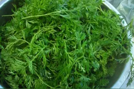 冬天要多吃它，含钙量是鸡蛋的6倍，不花一分钱，用来包饺子特香图片
