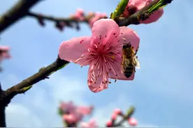 今日惊蛰丨春雷一响 惊醒芳华 所有美好绽放在春天里图片
