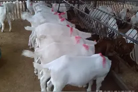 小苏打喂羊太好了！兑水和干拌哪个效果更好？多少合适？图片