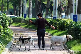 佛山市禁养33种烈性犬征求意见中 图片