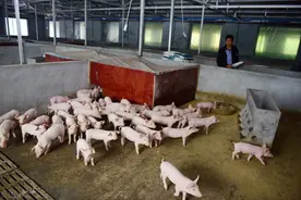 禁止农民养猪，为什么会总是出现？养猪人何去何从图片