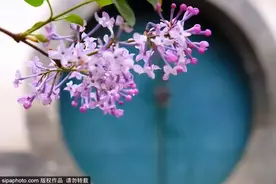 解锁北京皇家园林新场景！清新唯美的丁香小路，紫色梦幻长廊等您来！图片