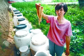 京南“零废弃”农庄日耗厨余25斤，用这些垃圾种出了蔬菜图片