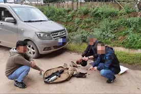 非法狩猎！3名男子将自己“捕”进“法网”！图片