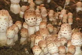 鸡腿菇必须覆土种植，覆土那点事，你知道吗？图片