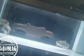 男子钓鱼回家喂养，鱼儿却猛顶鱼缸，将玻璃撞碎图片