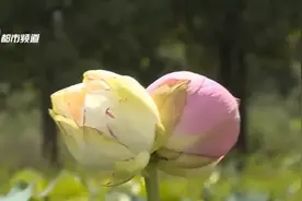 十万分之一几率！昆明翠湖出现罕见并蒂莲，云南近期长出3朵图片