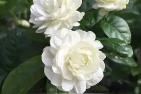 茉莉中“老大难”，虎头茉莉真难养？牢记4技巧，轮番开花赛牡丹图片