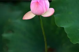 一花一叶一菩提，一开一合几相知。图片