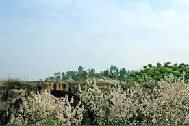 “樱桃千万枝，照耀如雪天”——重庆璧山区八塘赏樱桃花图片