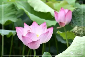 在定兴有一个拒马河公园，里面的荷花开得正好图片