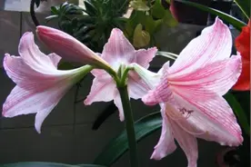 新手想养朱顶红，不妨试试此“品种”，花量大，花期长，养护简单图片