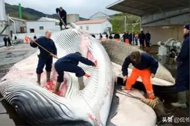 最“重口”的国家：爱吃“有怪味”食物，连国宝也被吃到濒危图片