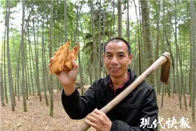 现代快报+ZAKER南京 | 一方森林：不砍树也致富的点“绿”成金术图片