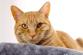 暴躁流浪猫见人就咬，收容所打算安乐死，却有人要收养它图片