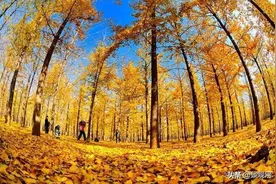 绿化苗木别名知多少？170种乔木全知道图片