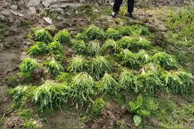 这种植物千万别种！宿迁公安查处多起非法种植罂粟幼苗案件图片