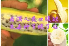 香蕉，一种极其“悲惨”的水果图片