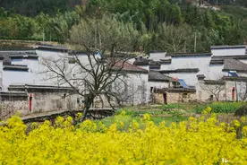 这里是王凯大江大河拍摄地，油菜花开，又美成了梦里徽州！图片