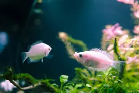 水族馆漂亮的热带观赏鱼图片