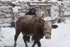牛：我一点都不狼狈图片