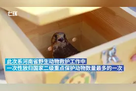 国家保护动物放归现场 小动物徘徊不走图片