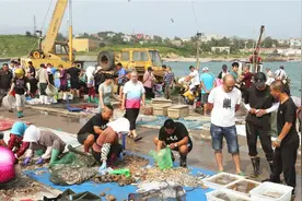 实拍！开海第一鲜！蟹子35/斤、蛎虾20/斤…看完哈喇子直流图片