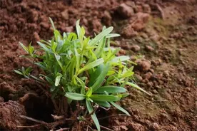 在东北，那些叫不上名字的“植物”，你见过几种？图片