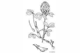 红三叶(Red Clover)图片
