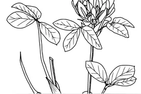 红三叶(Red Clover)图片