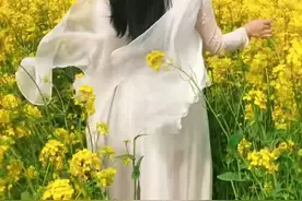 油菜花开美女来，深入花丛把花摘。图片