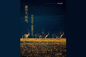 藏羚羊“降级”，但你真的了解藏羚羊吗？图片
