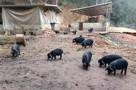 土猪养殖是行业最大的坑，谁养谁知道图片