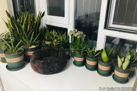 家里的猫或狗总是吃盆栽的叶片，有花友问会中毒吗？图片