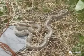 四川发现一窝黑眉锦蛇，安静地晒太阳，还每天吸引数百人前去观赏图片