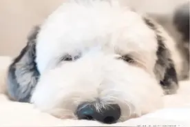 现实版“史努比”？牧羊犬与贵宾混血，憨态可掬萌翻网友图片