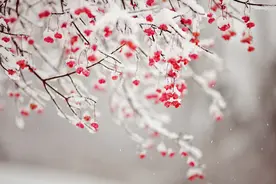 每日一诗经 《风》之《关雎》图片