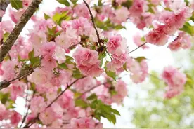 清明踏青赏花攻略 中樱谢幕晚樱登场图片