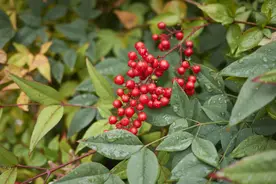 农村常见5种植物，却全都含“剧毒”，有人常常吃，遇到要警惕图片