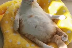 猫咪到底有多肆无忌惮，看坐姿就知道了，简直肆无忌惮图片