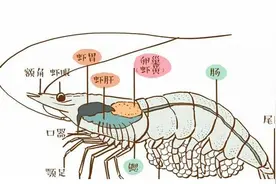 虾头里究竟是“虾黄”还是“虾屎”？图片