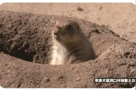 野生动物土拨鼠：草原上的“建筑大师”！为啥它们让人又爱又恨？图片