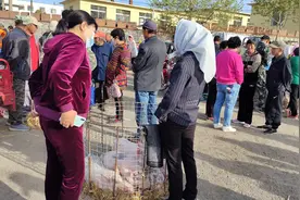大连农村猪崽严重滞销，价格暴跌图片
