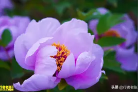 洛阳牡丹甲天下，原来古人从唐宋时期就开始研究牡丹了图片
