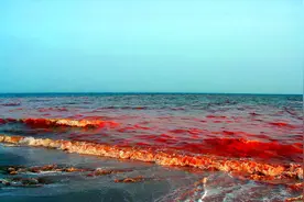 日本北海道出现“红色幽灵”，90%海胆死亡，未来5年或无海胆可捞图片