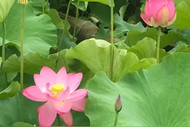 《朵拉案例》前言图片
