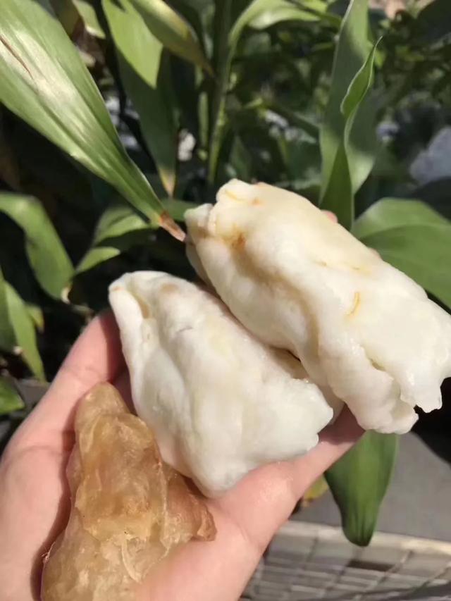 蝴蝶胶怎么泡发 2026年蝴蝶胶怎么泡发快 蝴蝶胶怎么泡发 2026年蝴蝶胶怎么泡发快