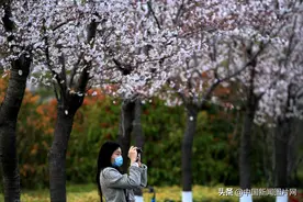 江苏淮安：樱花盛开吸引游人图片
